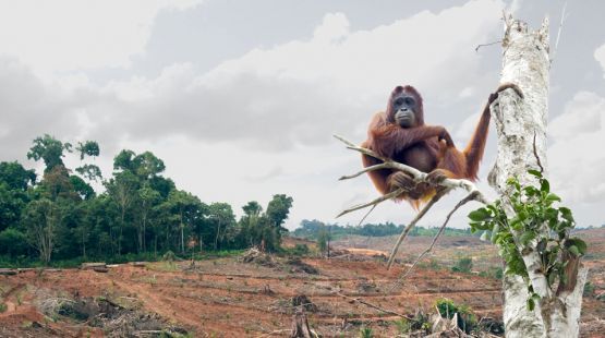 Orangutan Hanging on a Tree